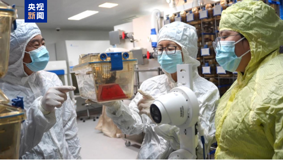 “太空小鼠”返回地面后成功孕育幼仔