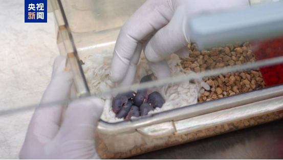 “太空小鼠”返回地面后成功孕育幼仔