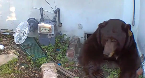 美加州63岁屋主与250公斤巨熊“同居”一个月，将起诉加州鱼类与野生动物部门玩忽职守