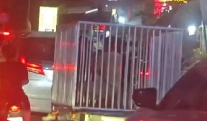 柬埔寨街头“狗笼运活人”视频疯传，警方：与人口贩运无关