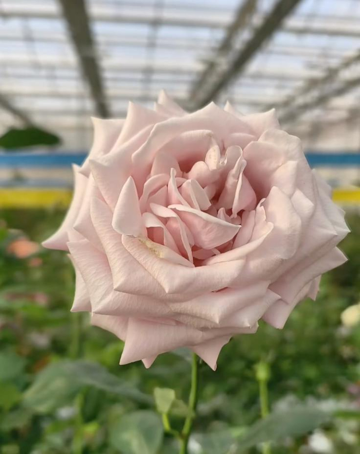 “娇龙”月季正式命名后，一新疆民宿要给云南游客打五折，老板：我不是有钱人，一直很喜欢贺娇龙，很感谢云南的朋友