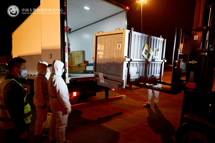 ▽熊猫中心工作人员检查大熊猫“晓晓”状况