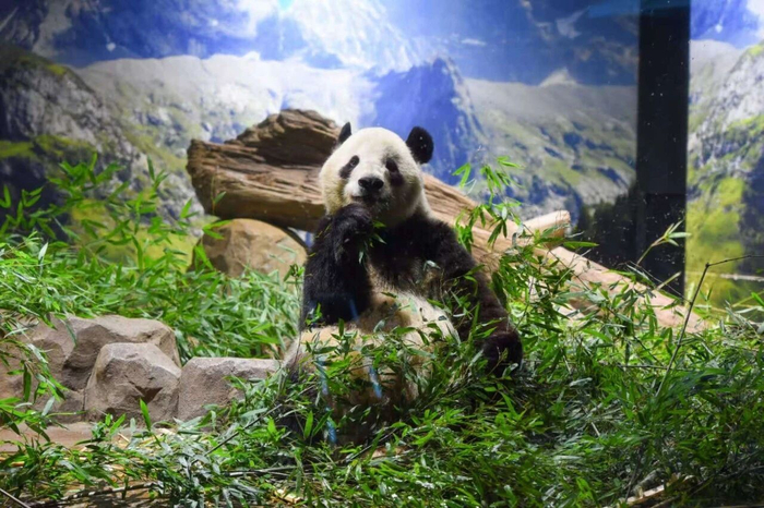 旅日双胞胎大熊猫幼崽“晓晓”和“蕾蕾”平安接返回国