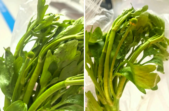 △吴大伯带回家的野菜