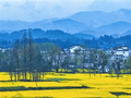 歙县烟村 油菜花开
