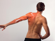 肩胛骨：正确的运动