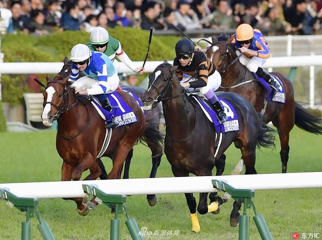 骏马飞驰2017日本杯赛马大赏