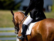 揭秘年青马赛事规则 让中国障碍马未来可期