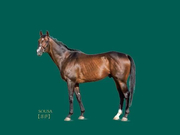 佳驷云集光映寰宇，玉龙秋季拍卖会手册盛大上线！