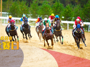 赛事预告 |「玉龙国际赛马公开赛2018」第11赛事日赛事前瞻