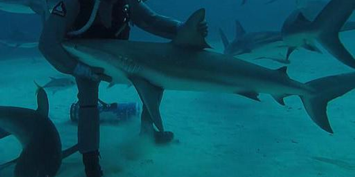 鲨鱼夹的危险之处 w700h350z1l10t10069.jpg