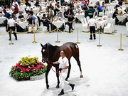 国际冠军赛马亮相！玉龙秋季拍卖会进入倒计时