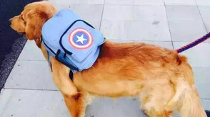 视频-狗狗也要健身 舟山马拉松现最强遛狗