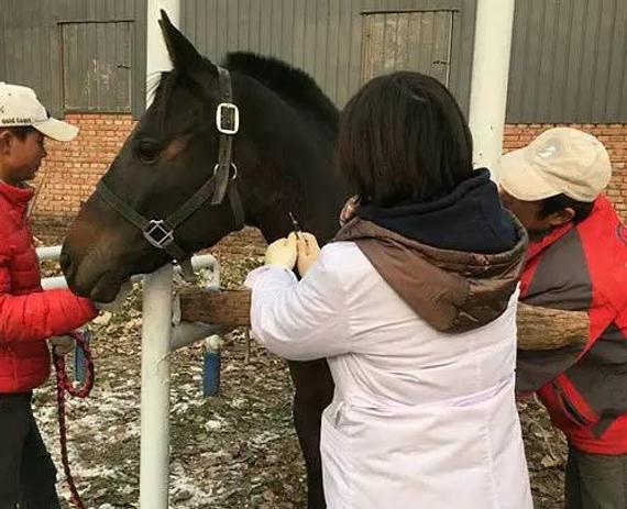马匹福利！中国马会马流感抗体检测采样工作启动