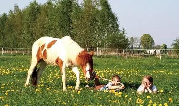 孩子初学马术应该注意什么