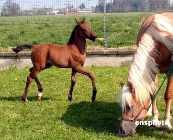 北海道牧场赶马运动 怀孕母马跑步能防止难产