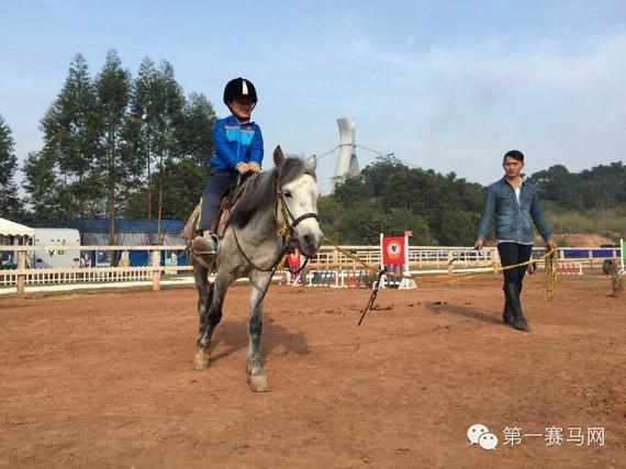 　　广西矮马适用于青少年马术教学