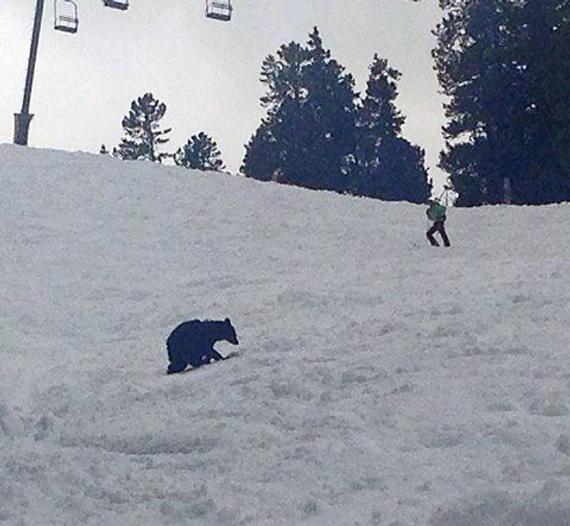 幼熊出没滑雪度假区