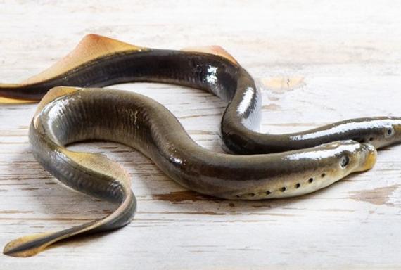 英国河流七鳃鳗大量繁殖：满嘴利齿，能咬人会吸血。