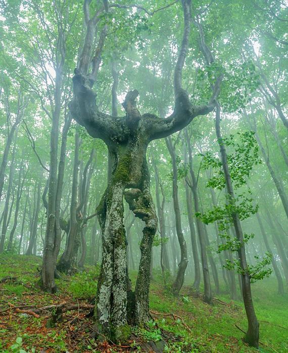保加利亚“树人”