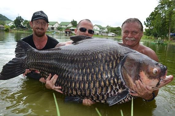 英男子泰国钓200斤重鲤鱼