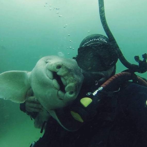 澳洲潜水员和鲨鱼成为7年老友，每次潜水都互相拥抱。