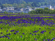 腾冲杯围棋公开赛报名指南 总有一款活动适合你