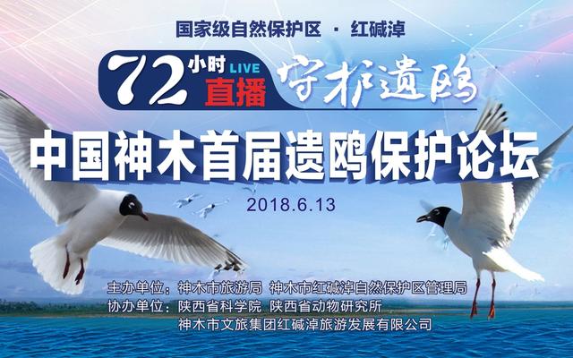 中国神木首届遗鸥保护论坛召开