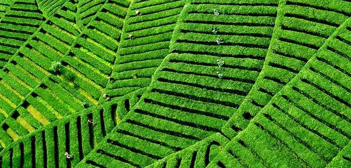 漢中市被評為全國“運用地理標志精準扶貧十大典型地市”