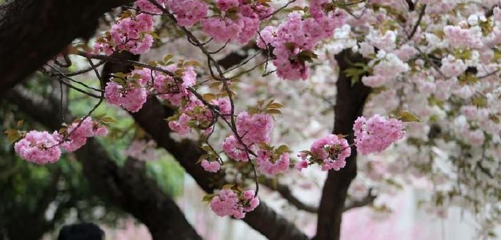 春日校园樱花盛放