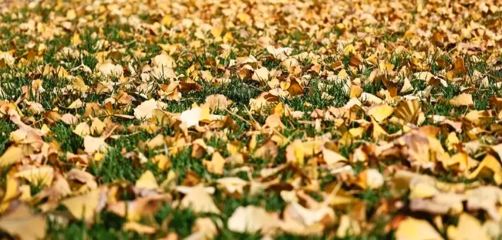 西安165处路段推行“落叶缓扫”