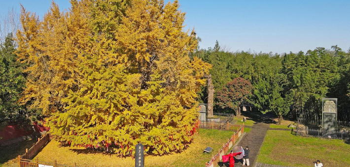 楼观古银杏披“金甲”