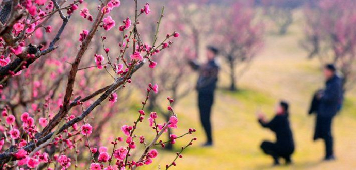 终南山下早梅初绽