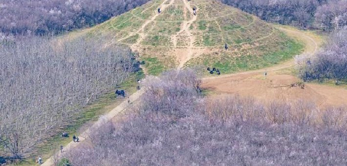 西安明秦王墓畔山桃吐蕊