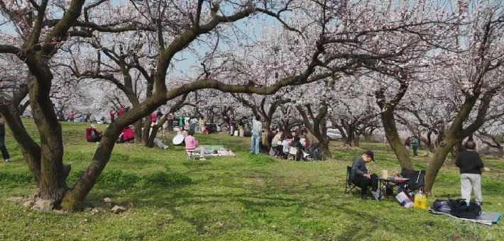 秦岭脚下百年杏园迎盛花期