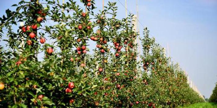 陕西建成全国最大矮砧苹果基地 种植面积达242万亩