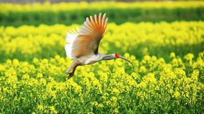 洋縣“花”經(jīng)濟(jì)帶動全域旅游發(fā)展