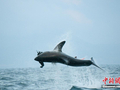 大白鲨也会“飞”:跃出海面1.5米捕食海豹