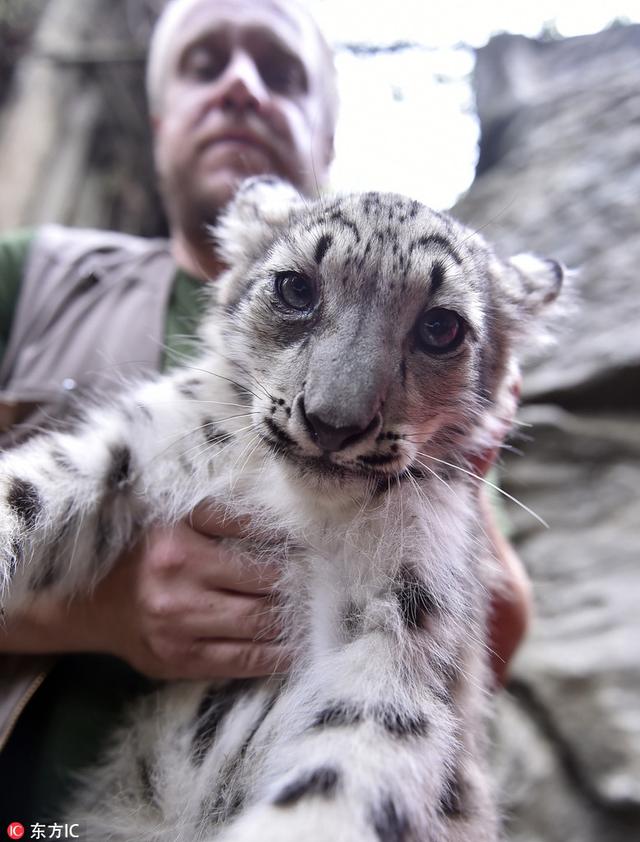 当地时间2018年9月2日,捷克,伊赫拉瓦动物园(jihlava zoo)的雪豹在园