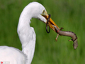 可怜蜥蜴遭白鹭捕食 切断尾巴挣扎逃生