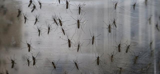 谷歌公司释放两千万只改造蚊子