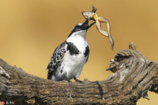 南非翠鸟粗鲁捕食青蛙 肆意甩动把玩一番再下肚