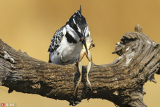 南非翠鸟粗鲁捕食青蛙 肆意甩动把玩一番再下肚