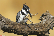 南非翠鸟粗鲁捕食青蛙 肆意甩动把玩一番再下肚