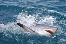 垂钓者英海域捕获228斤重蓝鲨 破58年来纪录