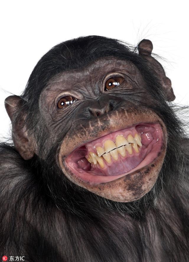 猩猩家族上镜堪比喜剧演员:大笑挖鼻孔搞怪各种凹造型