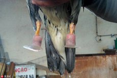 巴西鸳鸯双脚被咬断 装鲜艳假肢重新行走