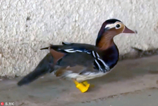 巴西鸳鸯双脚被咬断 装鲜艳假肢重新行走