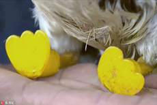 巴西鸳鸯双脚被咬断 装鲜艳假肢重新行走