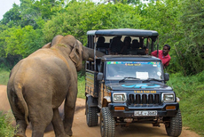 斯里兰卡一大象偷袭游客求食 几乎掀翻览车